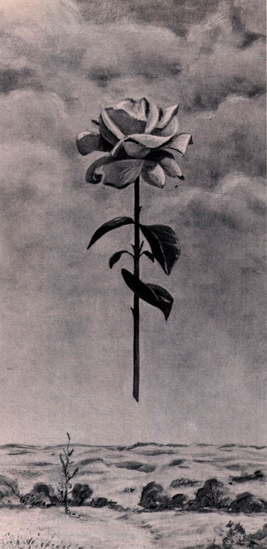 C. Carey Cloud - Paintings - Spirit of the Rose
